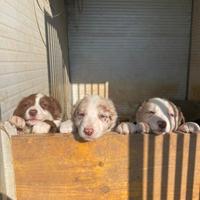 Cuccioli di Border Collie