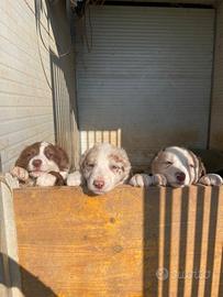 Cuccioli di Border Collie