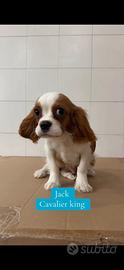 Cavalier king