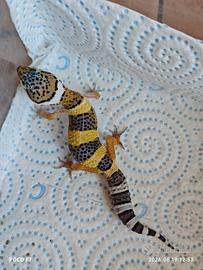 Geco Leopardino (Incrocio Montanus x Macularius)