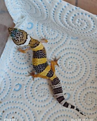Geco Leopardino (Incrocio Montanus x Macularius)