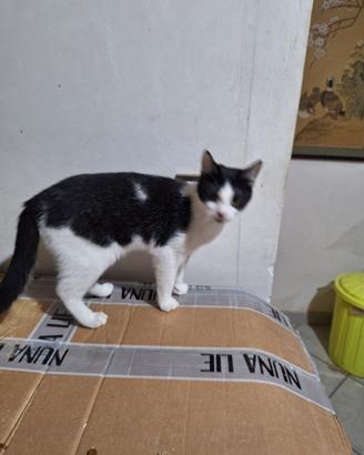 Adriano gattino 11 mesi