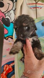 Cuccioli maltipoo