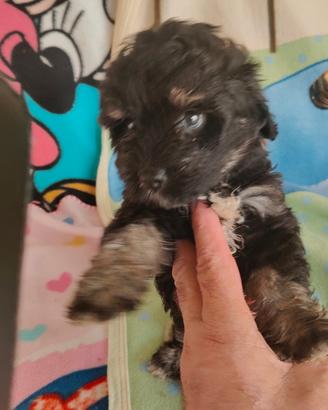 Cuccioli maltipoo