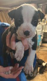 Cuccioli pitbull