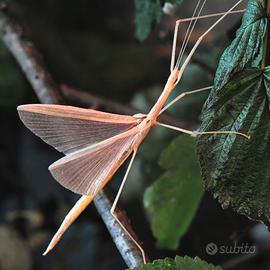 Sipyloidea sipylus- insetti stecco dalle ali rosa