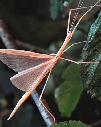 Sipyloidea sipylus- insetti stecco dalle ali rosa