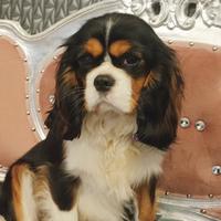 Cavalier king