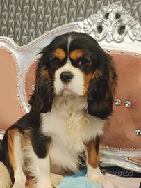 Cavalier king