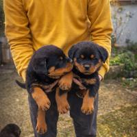 Cuccioli di Rottweiler