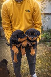 Cuccioli di Rottweiler