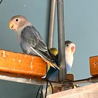 Inseparabile Maschio