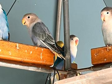 Inseparabile Maschio