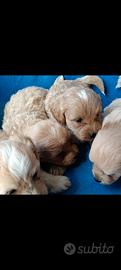 Maltipoo Toy