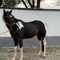 Puledro paint