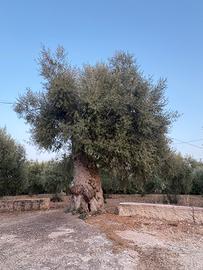 Albero, pianta di Ulivo