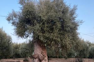 Albero, pianta di Ulivo