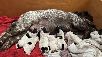 Cuccioli di Cocker Spaniel