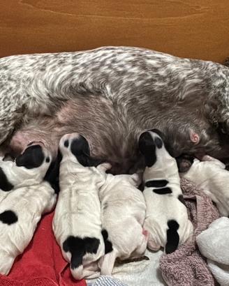 Cuccioli di Cocker Spaniel