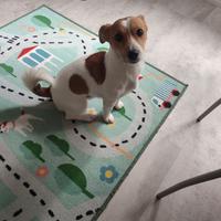 Jack Russel Terrier Maschio