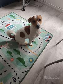 Jack Russel Terrier Maschio