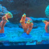 Coralli sps forest fire