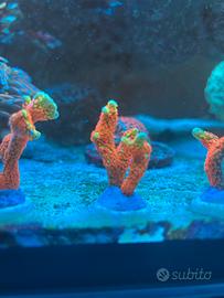 Coralli sps forest fire