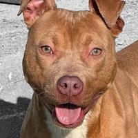 Pitbull