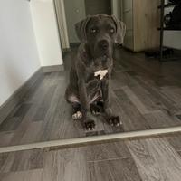 Cuccioli di Cane Corso