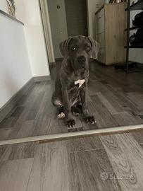 Cuccioli di Cane Corso