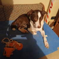 Cane di 1 anno e 6 mesi