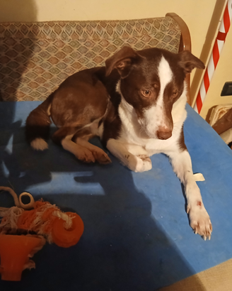 Cane di 1 anno e 6 mesi