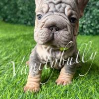 Bulldog francese big rope carrier fluffy