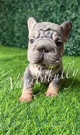 Bulldog francese big rope carrier fluffy