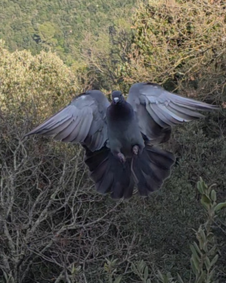 Piccioni per caccia al colombaccio