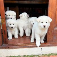 Cuccioli di Akita inu bianchi