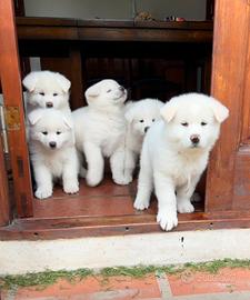 Cuccioli di Akita inu bianchi