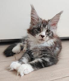 Cucciole Maine coon