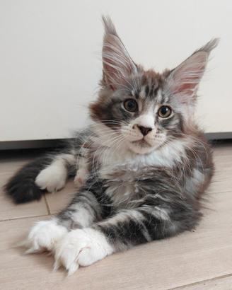 Cucciole Maine coon