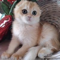 Scottish fold femmina