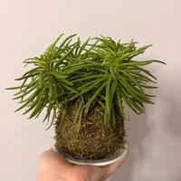 Kokedama basso