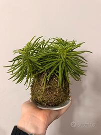 Kokedama basso