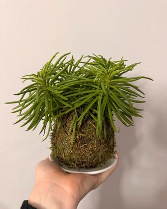 Kokedama basso