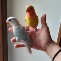 Inseparabili allevati a mano, pappagalli, uccelli