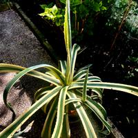 Agave in vaso