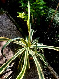 Agave in vaso