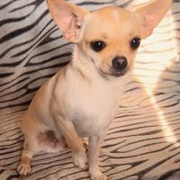 Chihuahua toy per monta