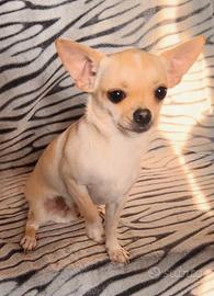 Chihuahua toy per monta