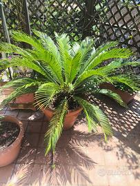 Pianta di Cycas in vaso