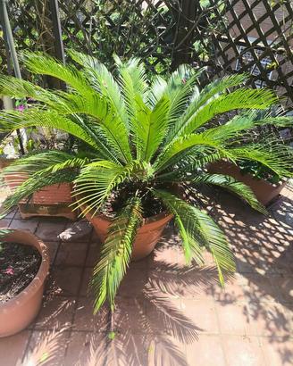 Pianta di Cycas in vaso